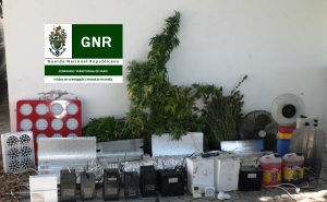 GNR de Portimão apreende plantas de canábis