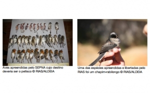 Mais de uma centena de passarinhos apreendidos