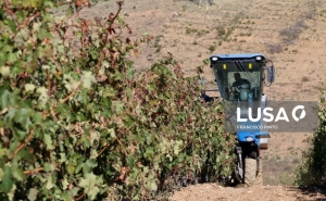 Governo altera regime da pagamentos base para jovens agricultores e pequena agricultura