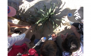 Portimão comemora Dia do Ambiente com projeto de ação educativa «À Descoberta das Dunas de Alvor»