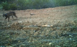 Localizada segunda ninhada de Lince Ibérico no Vale do Guadiana