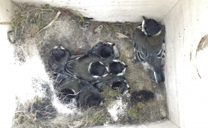 Época de monitorização já começou no Alojamento Local para Aves 