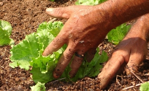 PRINCIPAIS DECISÕES DAS AJUDAS DIRETAS AOS AGRICULTORES JÁ PUBLICADAS
