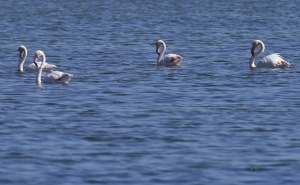 Algarve apresenta a sua oferta única  de Birdwatching em Espanha