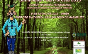 CAMINHADA PELA FLORESTA