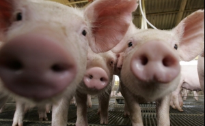 Ministro garante que lei sobre a rotulagem da carne de porco estará pronta em breve