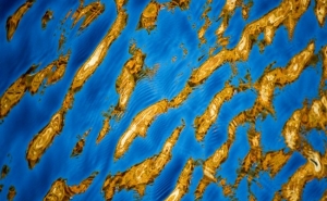 Biblioteca Municipal apresenta «Paisagens do Algarve» de Mauro Rodrigues