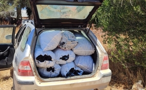 Apreensão de mais de 400 quilos de alfarroba em Silves e S. Bartolomeu de Messines