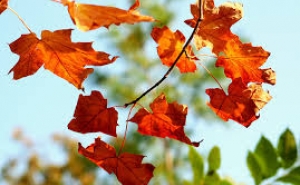 Outono de 2014 foi o sexto mais quente e mais chuvoso dos últimos 83 anos