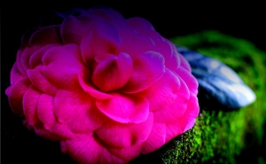 MONCHIQUE E O 4º FESTIVAL DAS CAMÉLIAS