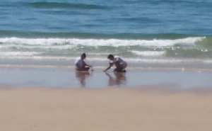  INTERDIÇÃO DE CAPTURA DE CONQUILHA NA ZONA SUL