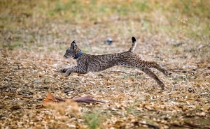 Sete linces libertados em Portugal em 2021