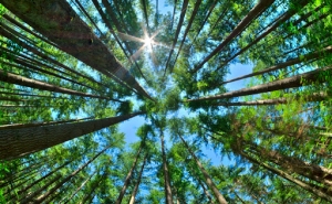 Tavira promove atividades de comemoração à Semana da Floresta Autóctone 