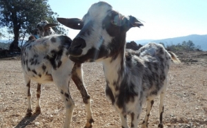Declaração de Existências de Ovinos e Caprinos
