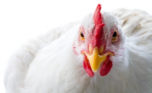 Gripe das aves detetada em Olhão subindo os focos confirmados este ano para 20