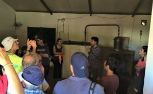 Destilarias de Medronho vão ser visitadas no Passeio Pedestre na Cortelha