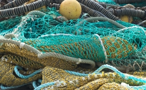 Investigadores testam formas de afastar golfinhos das redes de pesca no Algarve