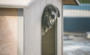 CAGIA alerta para o aumento de animais errantes no Alentejo