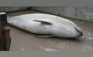 Polícia Marítima colabora na recolha de golfinho