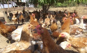 Proibição de venda de aves em alguns mercados controlada por municípios e DGAV