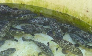 IPMA liberta 150 meros na costa sul algarvia, entre Quarteira e Armação de Pêra