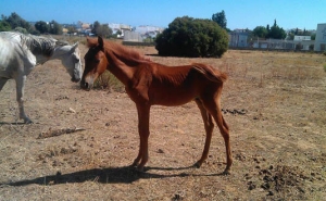 Presidente da CM Lagoa divulga comunicado sobre cavalos abandonados