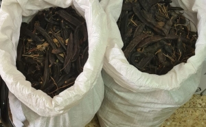 Três detidos por furto de alfarroba em Olhos de Água e Paderne