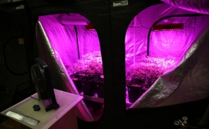 Homem detido em Loulé por produção de canábis