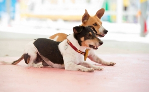 Curso de Busca e Salvamento com cães chega ao Algarve