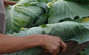 Seguro de colheitas: Seguradoras já podem pedir pagamentos ao IFAP