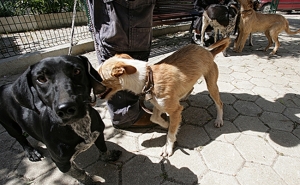 Lagos reforça apoios para a proteção de animais