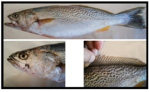 Investigadores do CCMAR identificam espécie de corvina norte-americana no rio Guadiana