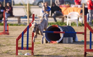 Troféu Agility dá a conhecer atletas de 4 patas