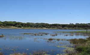 RESERVA NATURAL LOCAL DA FOZ DO ALMARGEM E DO TRAFAL INTEGRA REDE NACIONAL DE ÁREAS PROTEGIDAS