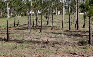 ALCOUTIM | PREVENÇÃO CONTRA INCÊNDIOS