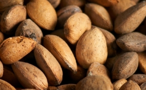 Formação | Fórum Florestal promove curso sobre «Investimento na Cultura do Amendoal»