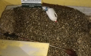 Apreensão de cerca de duas toneladas de berbigão por captura ilegal