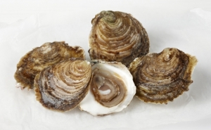 Época de Natal aumenta procura de ostras portuguesas em França