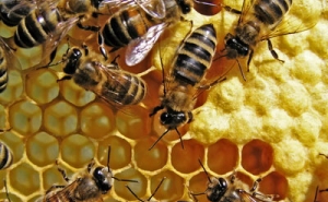 VII Encontro de Apicultura