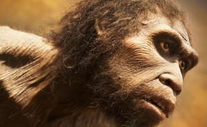 ICArEHB organiza Science Sip sobre Arqueologia e Evolução Humana