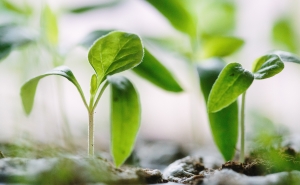 Seminário «Poderá a agricultura portuguesa usufruir das Novas Técnicas de Melhoramento?» 