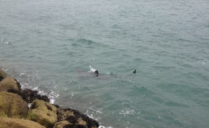 Tubarão visto em Tavira