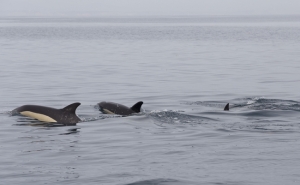 7º Festival de Observação de Aves & Atividades de Natureza com mais de 300 atividades, terá início no fim de setembro