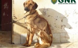 Maus tratos a animais de companhia