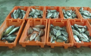 Fuga à Lota: Polícia Marítima apreende 120 kg de pescado