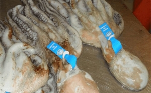 Portugal tenta captar clientes na Ásia para iniciar exportação de polvo