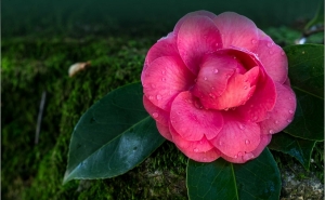 A 3ª edição do Festival das Camélias está à porta