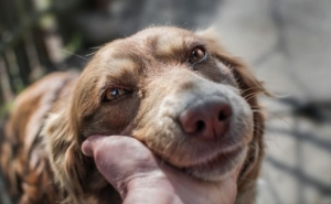 AUTARQUIA DE LOULÉ INVESTE NA ESTERILIZAÇÃO E VACINAÇÃO DE ANIMAIS PARA PROMOVER ADOÇÃO