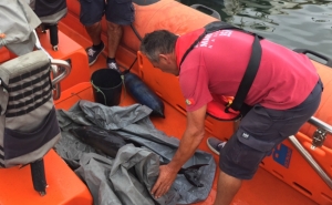 Autoridade Marítima resgata golfinho na Ria Formosa