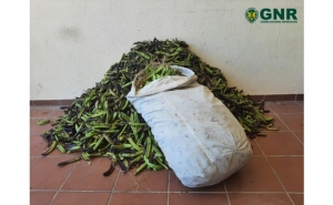 Vilamoura – Dois detidos em flagrante por furto de 200 quilos de alfarroba